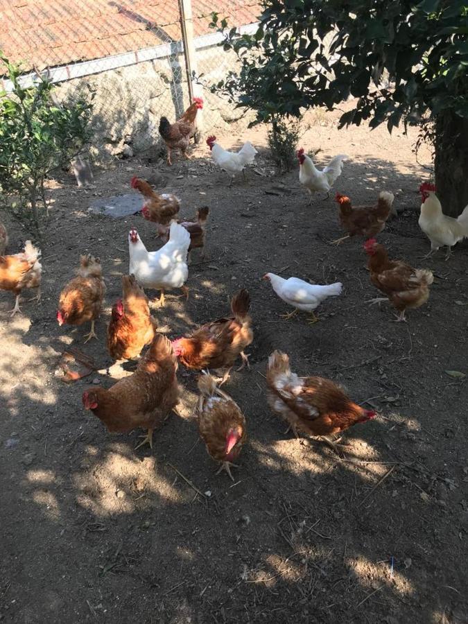 Quinta De Varzielas - Agroturismo Castelo de Paiva Zewnętrze zdjęcie